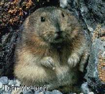 [photo of a (norway?) lemming]