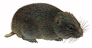 [drawing of a (wood?) lemming]